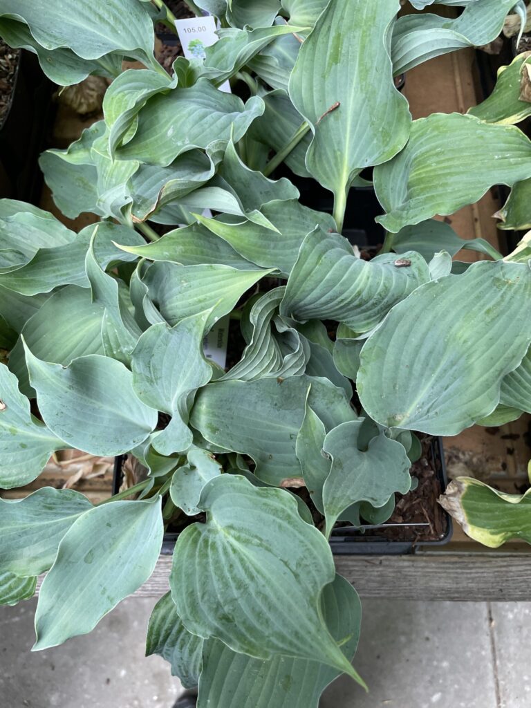 Waterslide(Medium) hosta