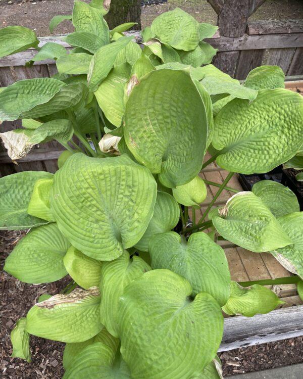 Sutter's Mill(Large) hosta