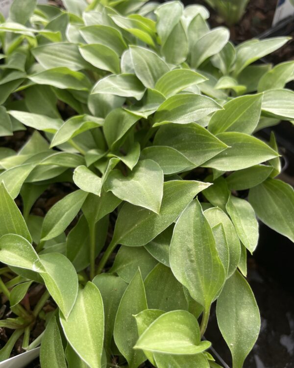 Green Guppy(Mini) hosta