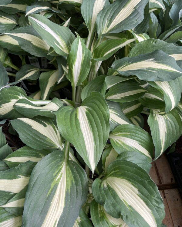 Night before Christmas(Medium) hosta