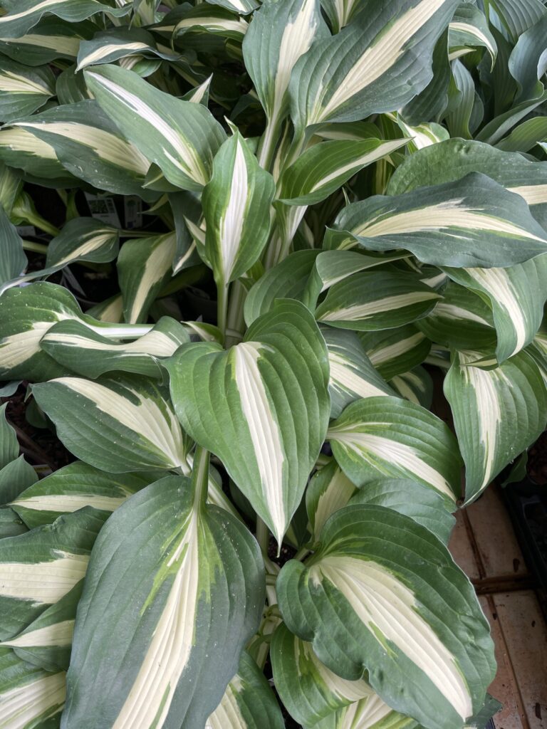 Night before Christmas(Medium) hosta