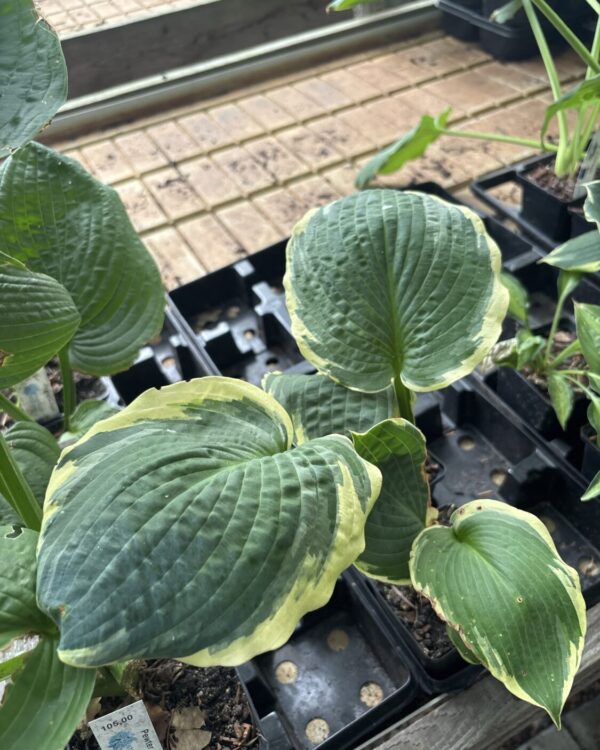 Pizzazz(Medium-Large)