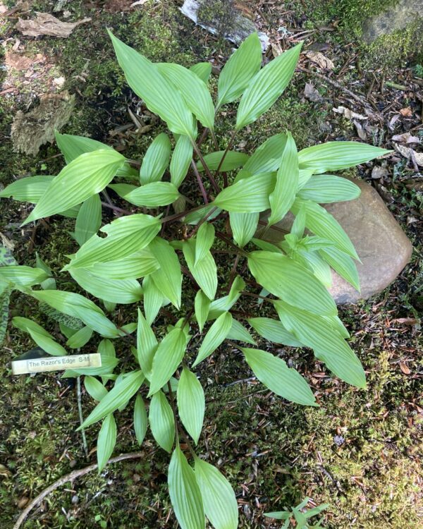 The Razor's Edge(Small-medium) hosta