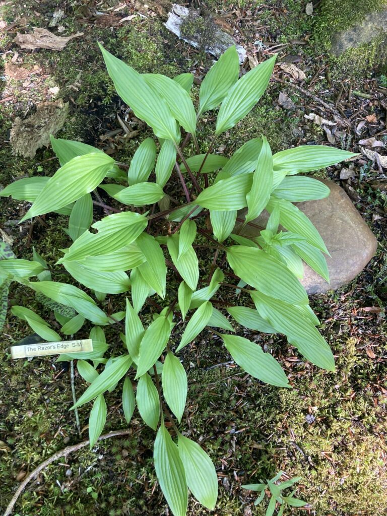 The Razor's Edge(Small-medium) hosta