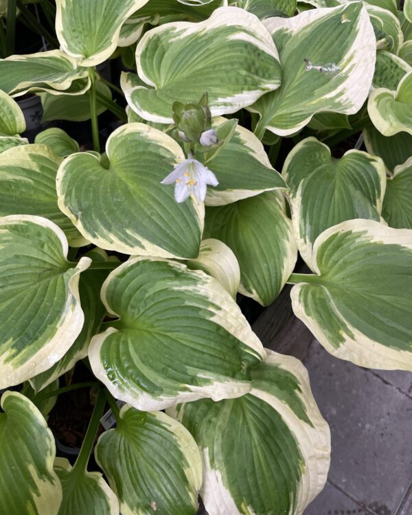 Shade Fanfare(Medium-Large) hosta