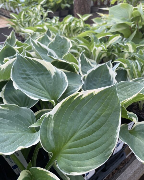 Zonda(Medium-large) hosta