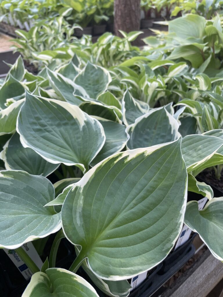 Zonda(Medium-large) hosta