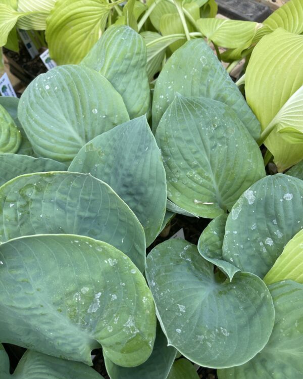 Generation X(Large) hosta