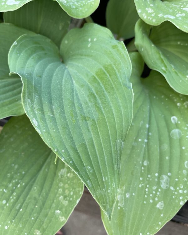 Frank Lloyd Wright(L-XL) hosta