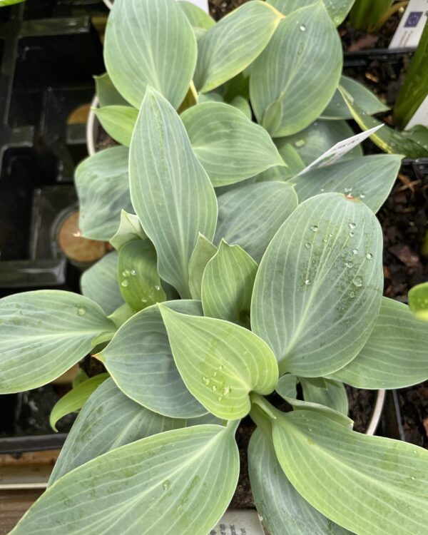 Prairie Sky(Medium) hosta