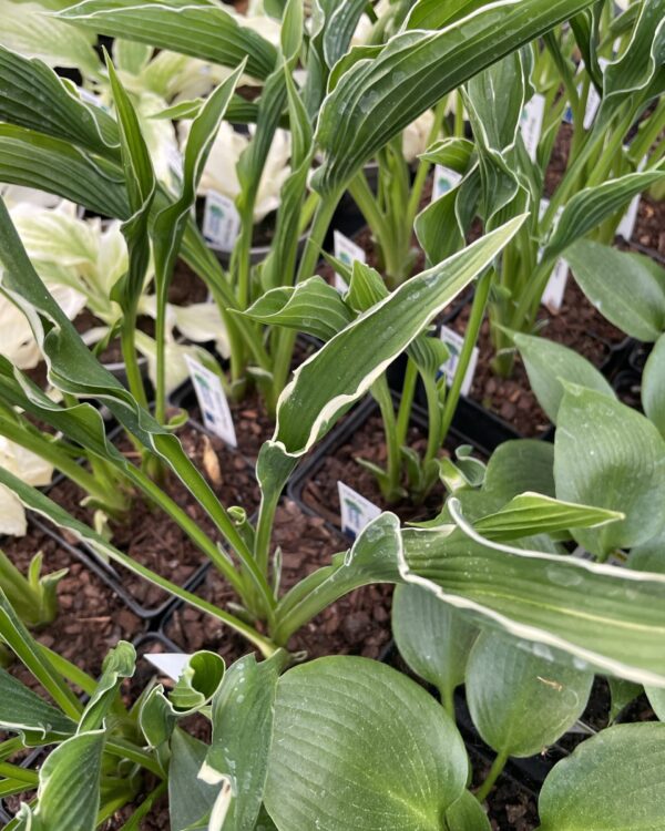 Wings of a Prayer(Medium) hosta