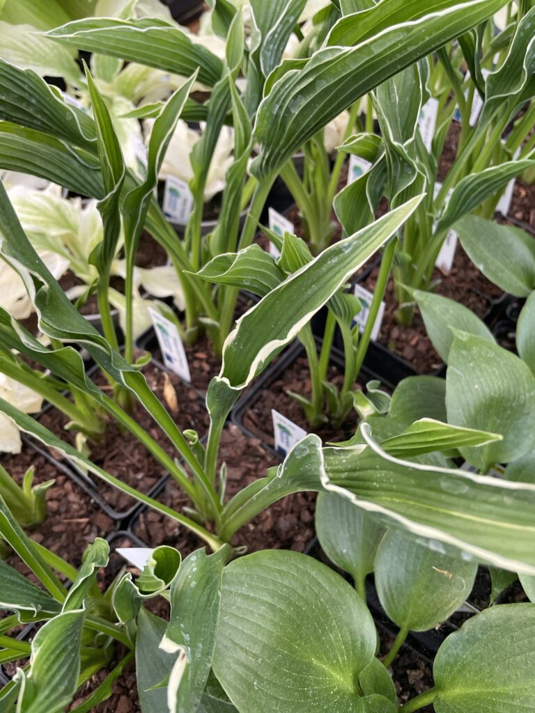 Wings of a Prayer(Medium) hosta