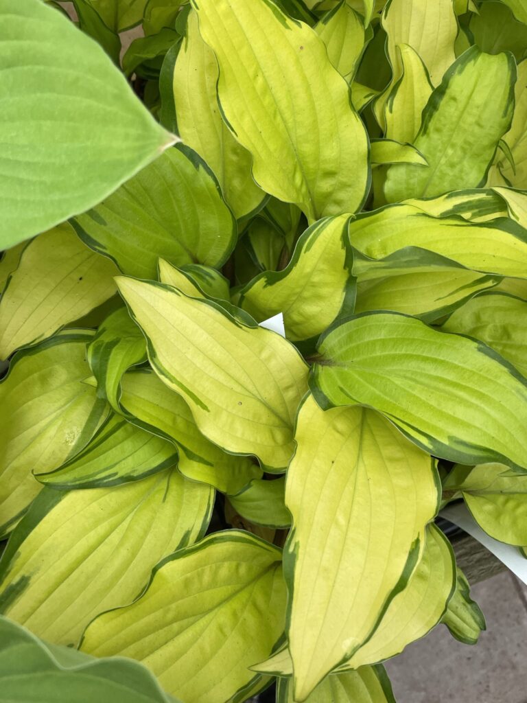 Pineapple Salsa(Medium) hosta