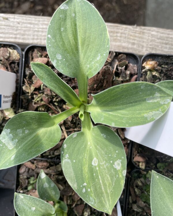 Macho Mouse(Small) hosta