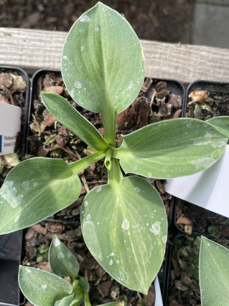 Macho Mouse(Small) hosta