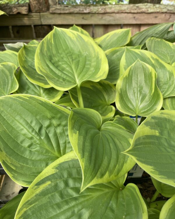 Baroness(Large) hosta