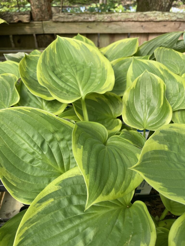 Baroness(Large) hosta