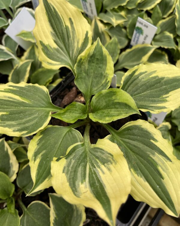 Pixie Vamp(small) hosta