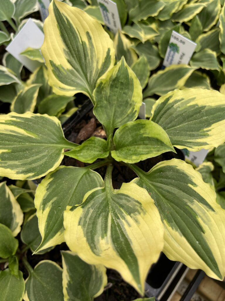 Pixie Vamp(small) hosta