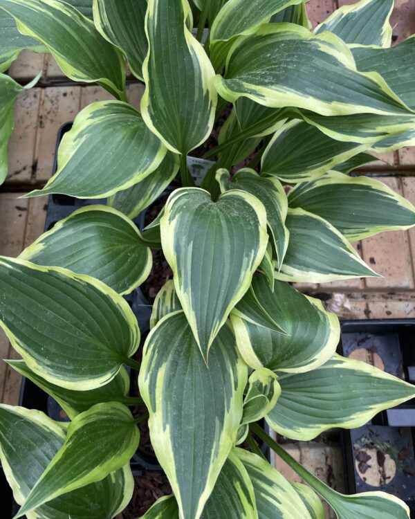 On the Border(medium) hosta