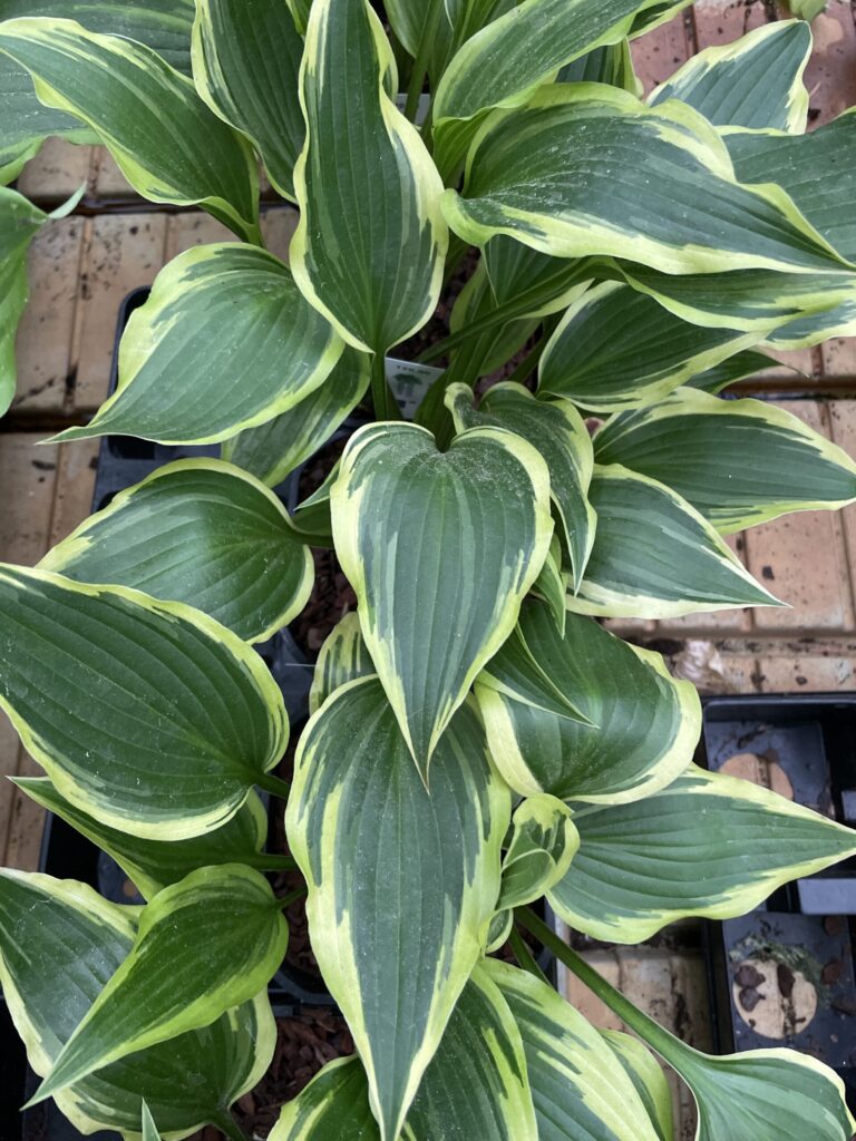 On the Border(medium) hosta