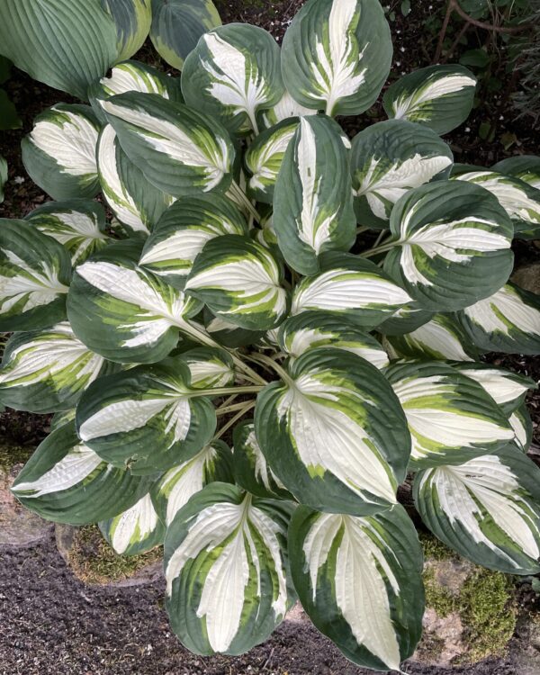 Enterprise(Medium) hosta