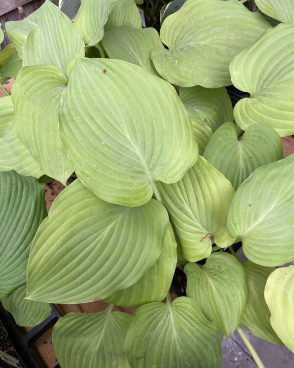 Wundergold(Large) hosta