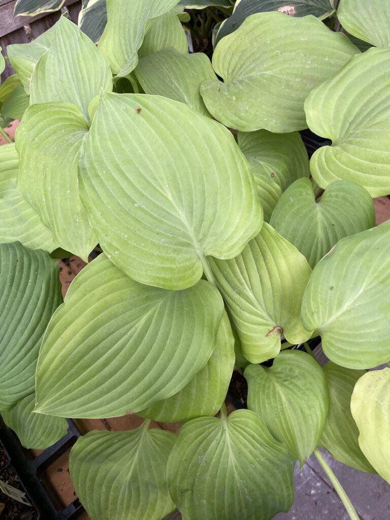 Wundergold(Large) hosta