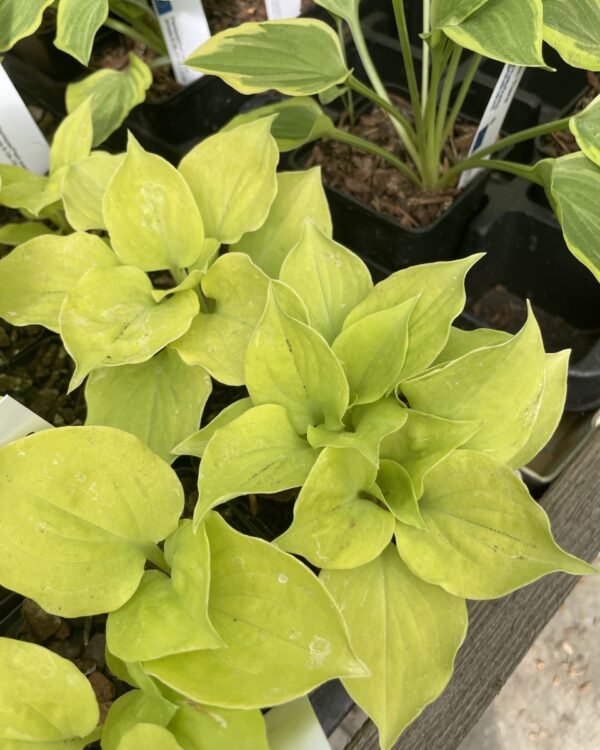 Golden Eye(Small) hosta