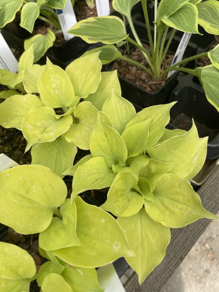 Golden Eye(Small) hosta