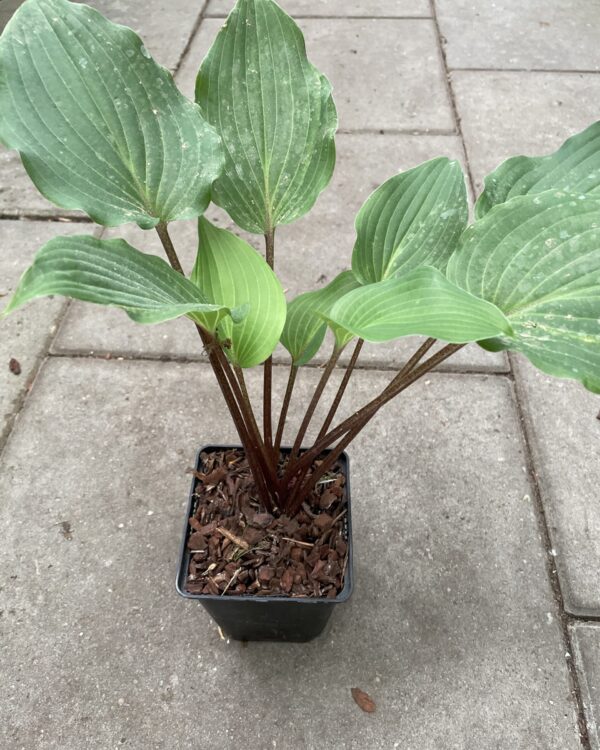 Chopsticks(Medium) hosta