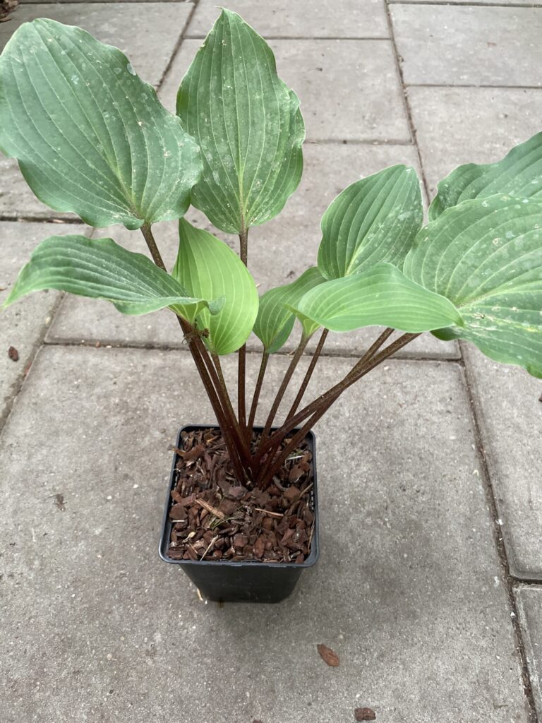 Chopsticks(Medium) hosta