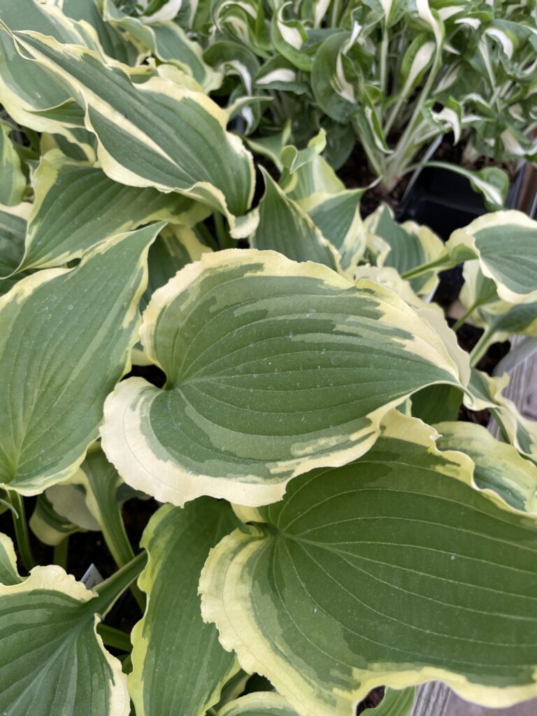 Tropical Dancer(Medium) hosta