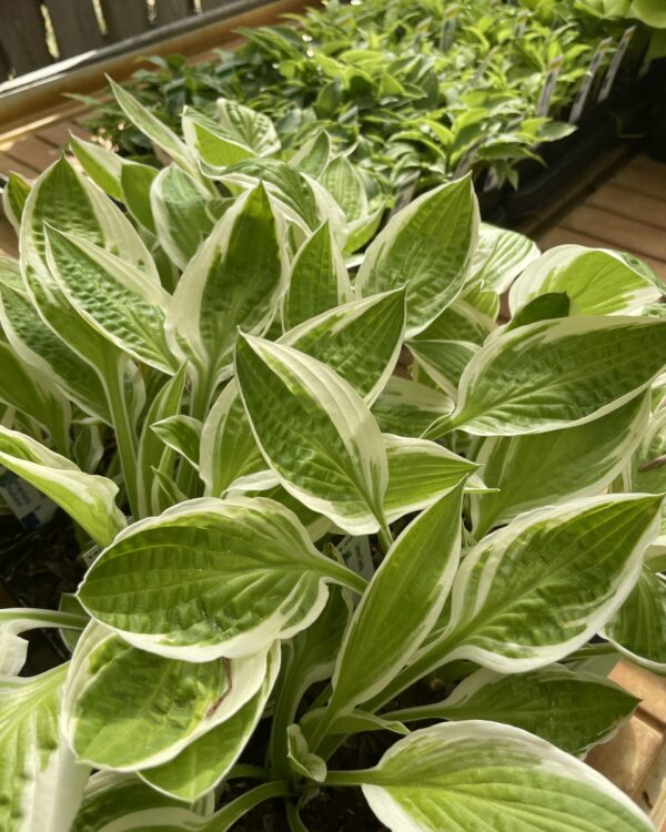 Lemon Candy(Small) hosta