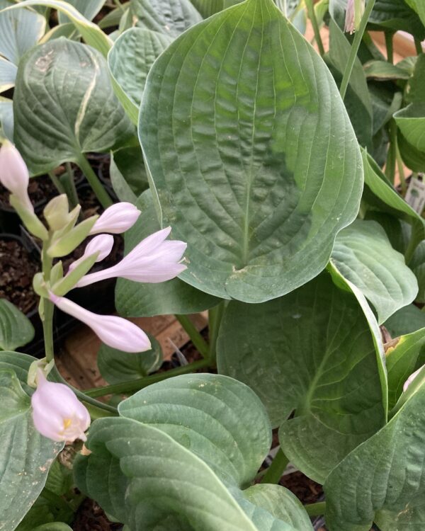 Pewter goblet hosta