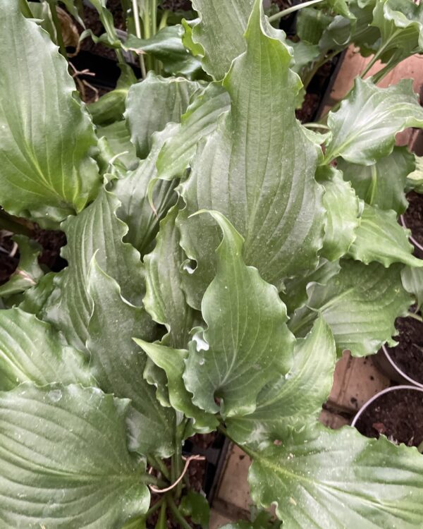 Unruly Child(Medium-Large) hosta