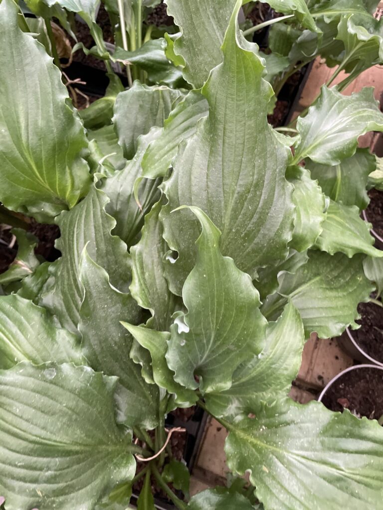 Unruly Child(Medium-Large) hosta