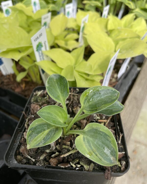 Cool Mouse(Small) hosta