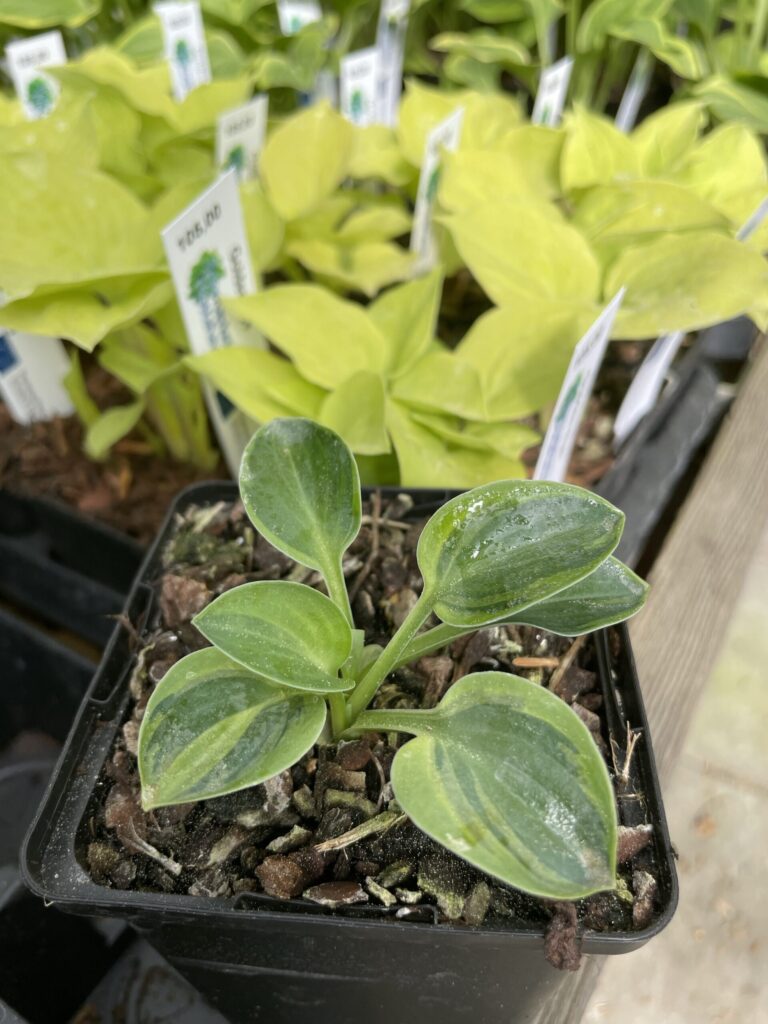 Cool Mouse(Small) hosta