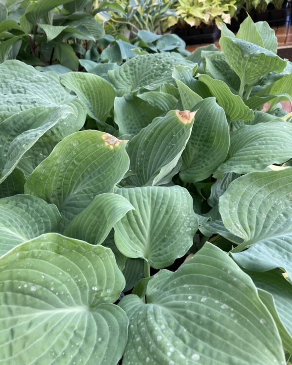 Her Eyes Were Blue(Medium) hosta