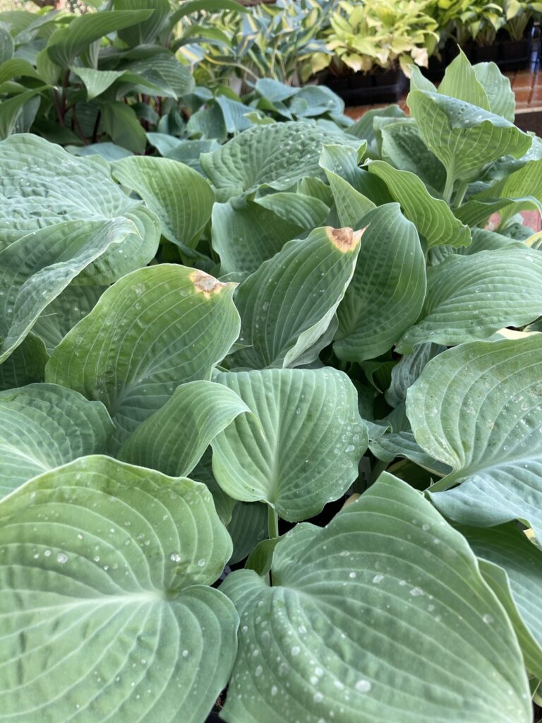 Her Eyes Were Blue(Medium) hosta