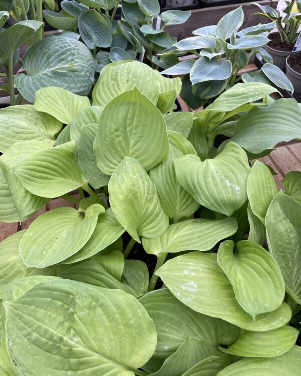 Ki Ren Jyaku(Medium) hosta