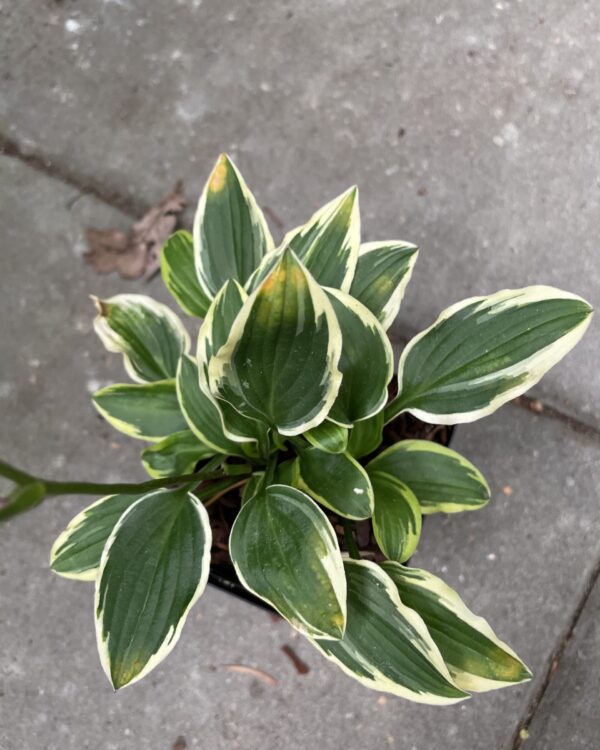 Jennifer Bailey(Small) hosta