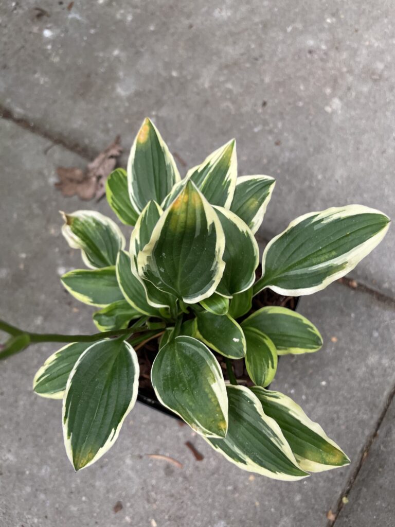 Jennifer Bailey(Small) hosta