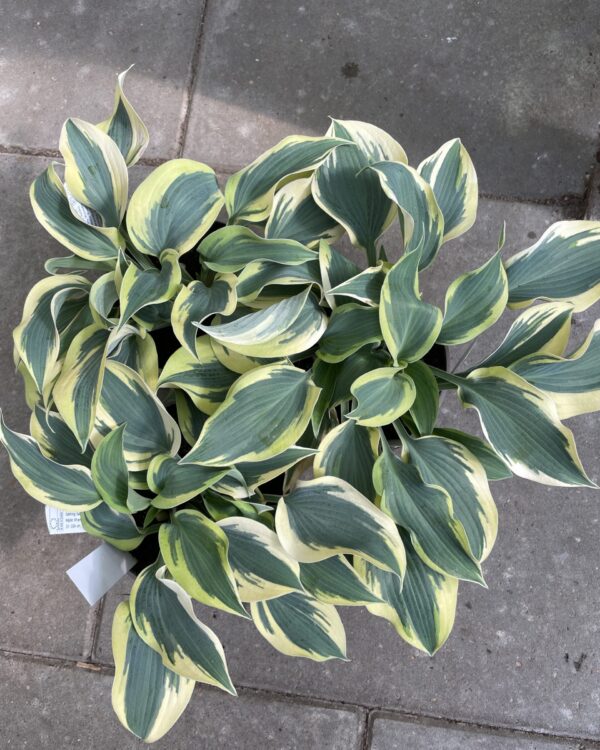 Sleeping Star(Medium) hosta