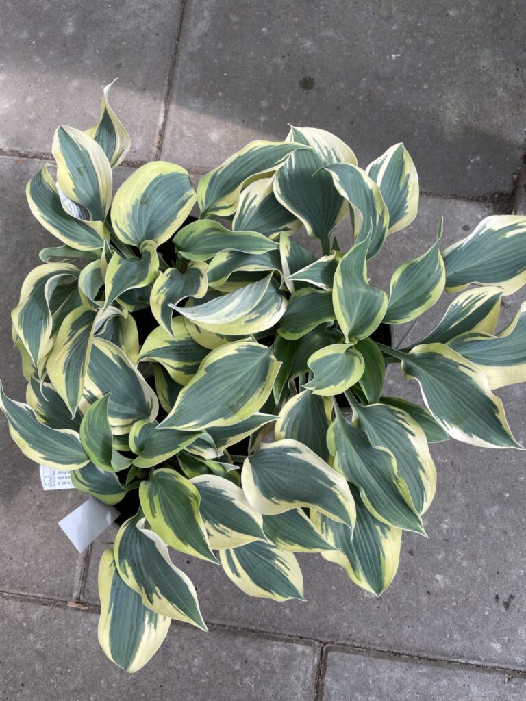 Sleeping Star(Medium) hosta