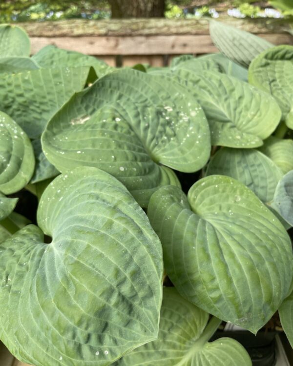 Blueberry Waffles(Large) hosta