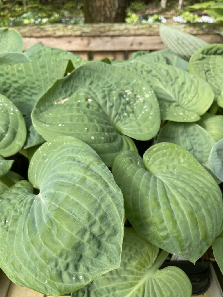 Blueberry Waffles(Large) hosta