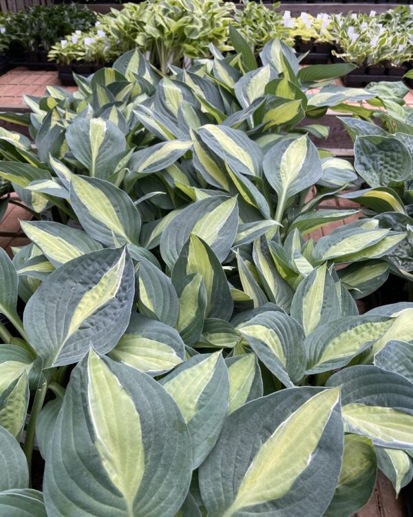 Mata Hari( Medium/Large) hosta