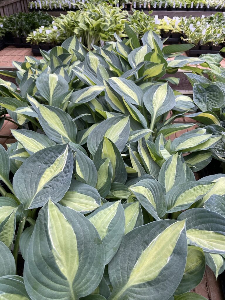 Mata Hari( Medium/Large) hosta